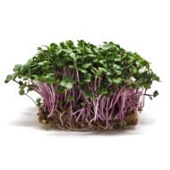 Ekologiški ridikėlių mikrožalumynai. Galerijos nuotrauka