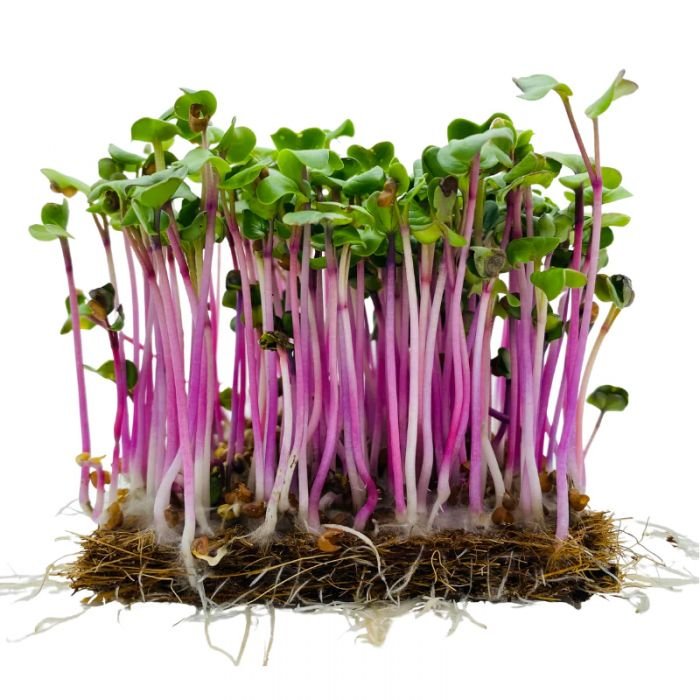 Ekologiški ridikėlių mikrožalumynai. Iliustrcija