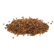 Ekologiški ridikėlių mikrožalumynai. Sėklos