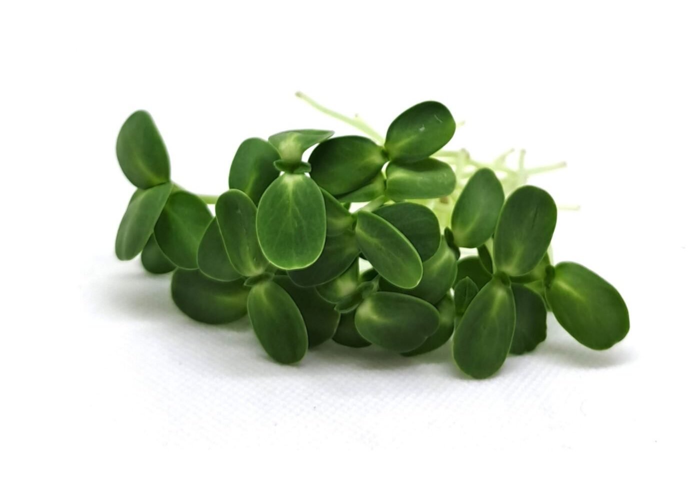 Ekologiškos saulėgrąžos mikrožalumynams