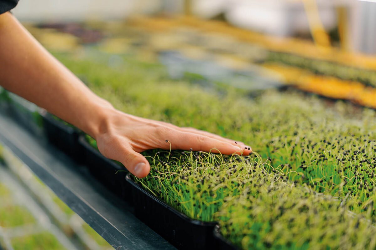 Mikrožalumynų anti-senėjimo nauda