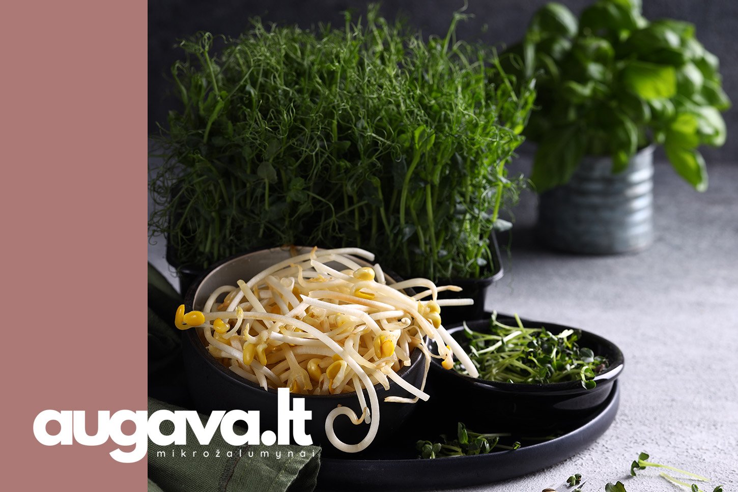 Nuo daigų senovėje. Straipsniui