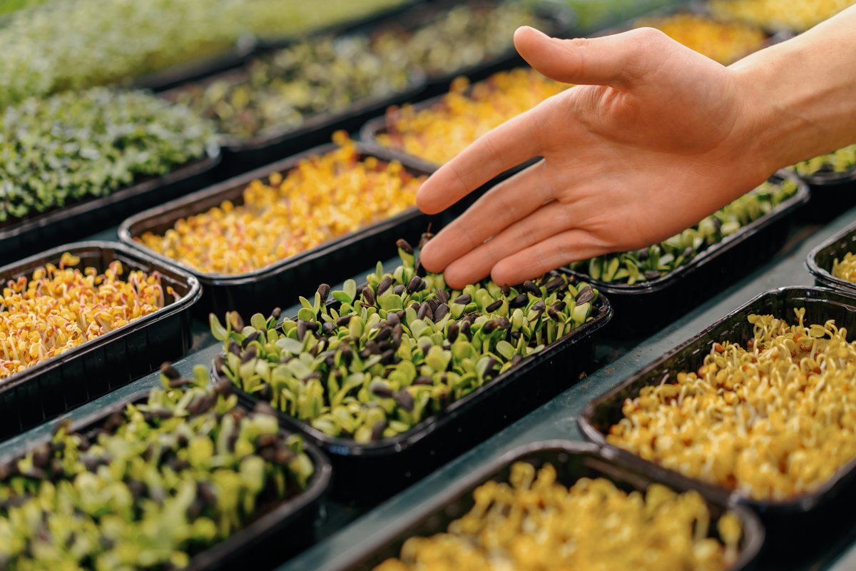 9 maistingiausi mikrožalumynai