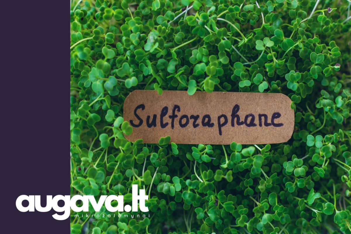 Brokolių mikrožalumynai kaip išgauti maksimalų sulforafano poveikį