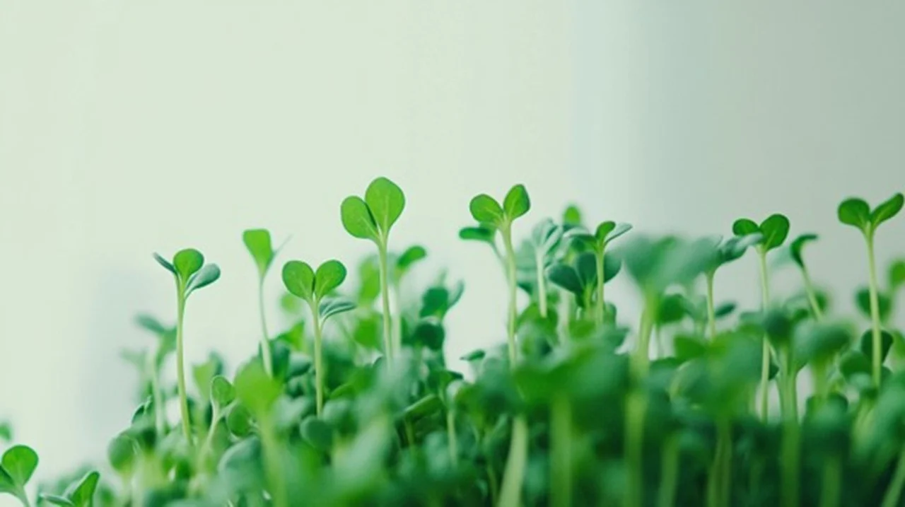 Brokolių mikrožalumynai