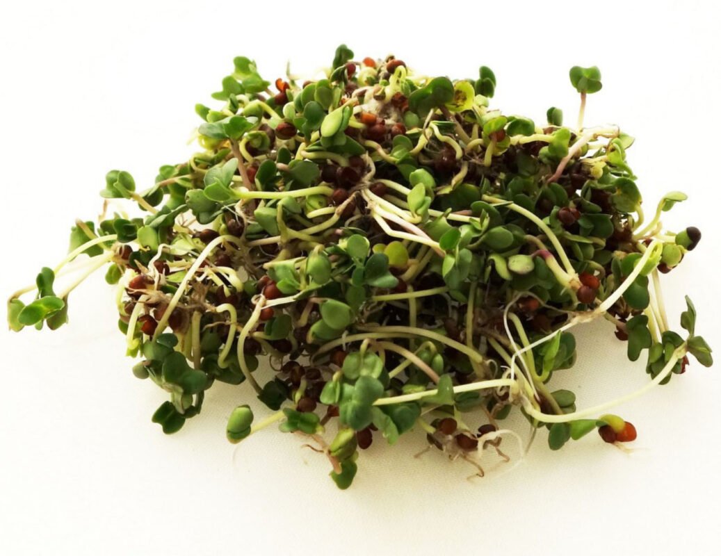 Ekologiškos brokolių sėklos mikrožalumynams Calabrese