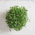 Ekologiškos brokolių sėklos mikrožalumynams. Iš viršaus