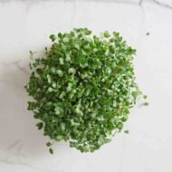 Ekologiškos brokolių sėklos mikrožalumynams. Iš viršaus