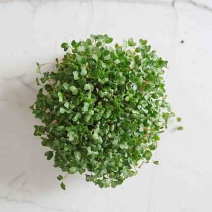 Ekologiškos brokolių sėklos mikrožalumynams. Iš viršaus