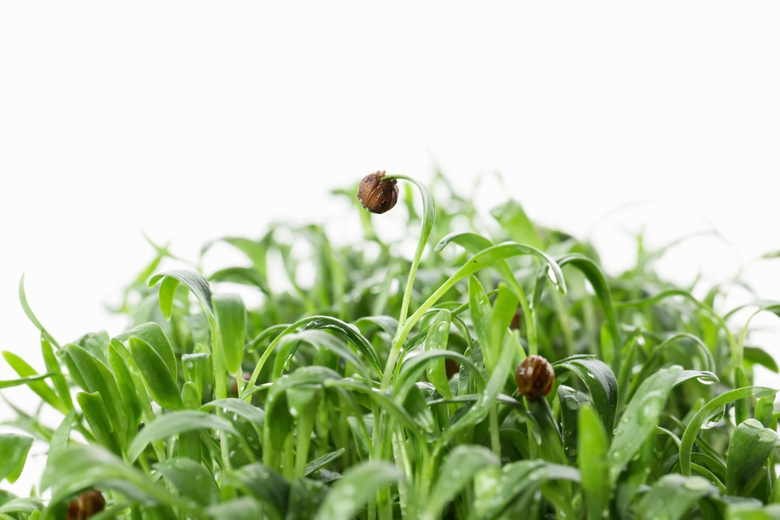 Ekologiškos kalendros sėklos. Įrašo nuotrauka