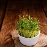 Ekologiškos pipirinės sėklos. Pagrindinė nuotrauka