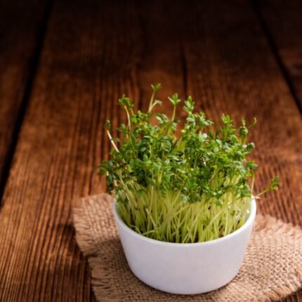 Ekologiškos pipirinės sėklos. Pagrindinė nuotrauka