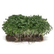 Ekologiškos rukolos sėklos. Galerijos nuotrauka