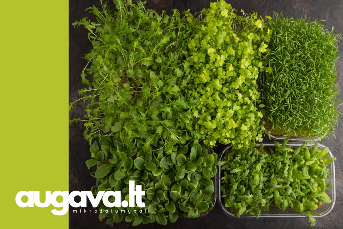 Vitaminai, polifenoliai ir fitocheminiai junginiai