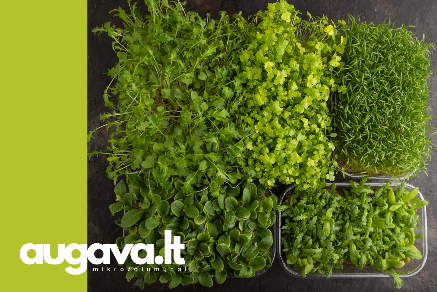 Vitaminai, polifenoliai ir fitocheminiai junginiai