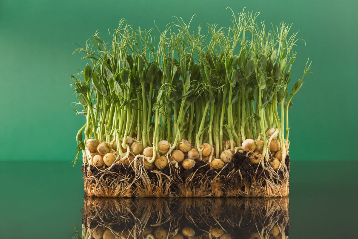 Žaliųjų žirnių mikrožalumynai