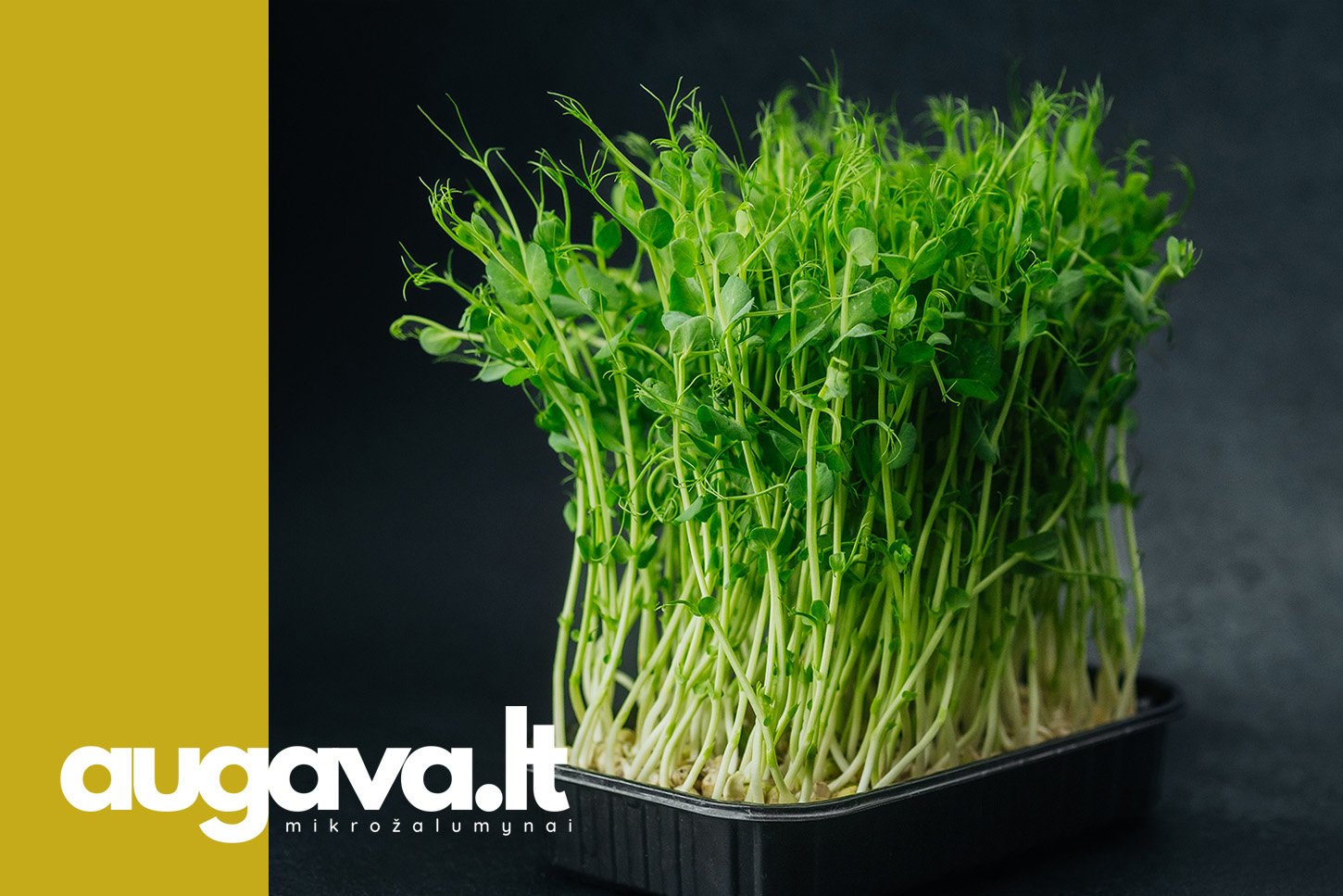 Žaliųjų žirnių mikrožalumynų auginimas. Straipniui