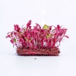 Burokėlių Bull’s Blood sėklos, pagrindinė nuotrauka