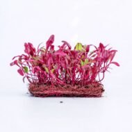 Burokėlių Bull’s Blood sėklos, pagrindinė nuotrauka