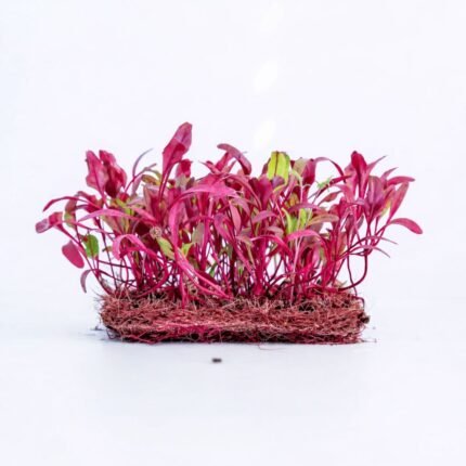 Burokėlių Bull’s Blood sėklos, pagrindinė nuotrauka