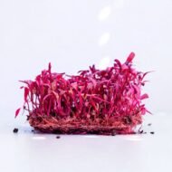 Burokėlių Bull’s Blood sėklos. Galerijos nuotrauka 2