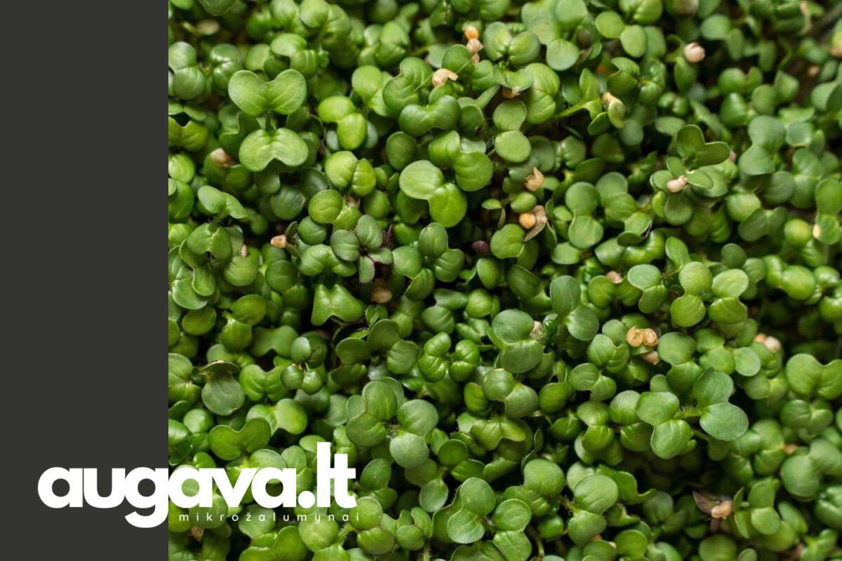 10 dienų iki derliaus