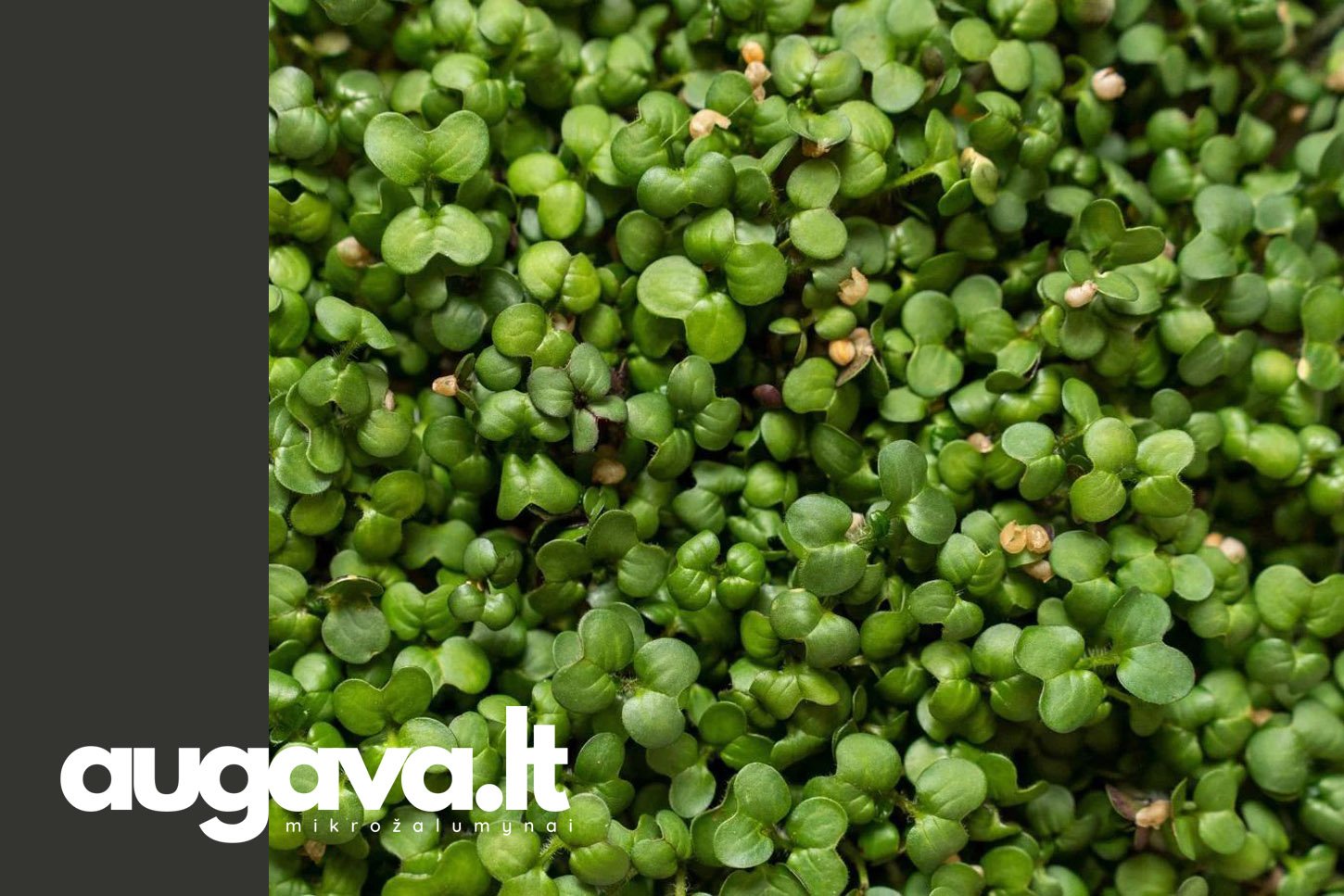 10 dienų iki derliaus