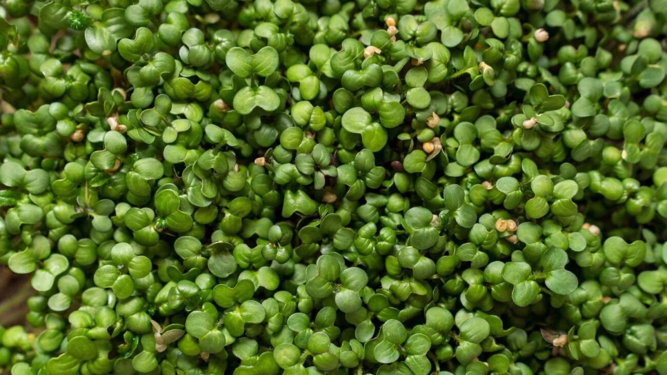 Garstyčių mirkožalumynai