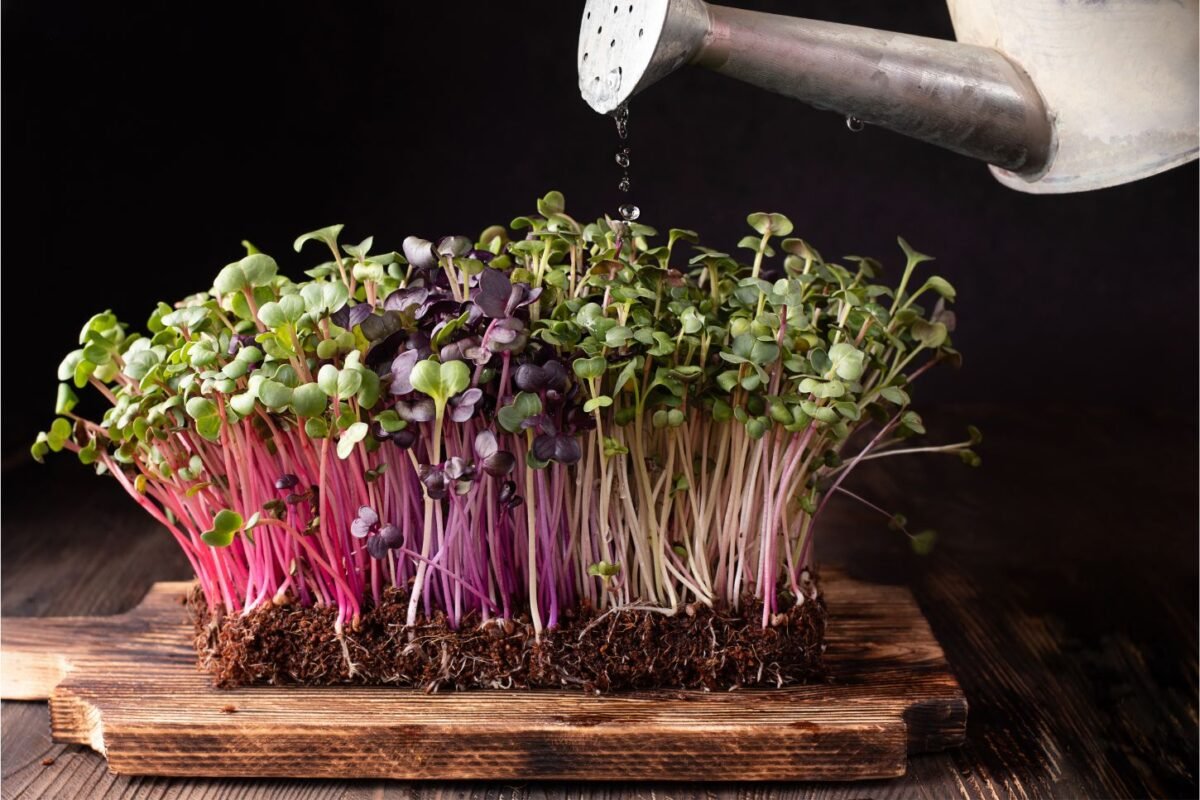 Ridikėlių mikrožalumynai