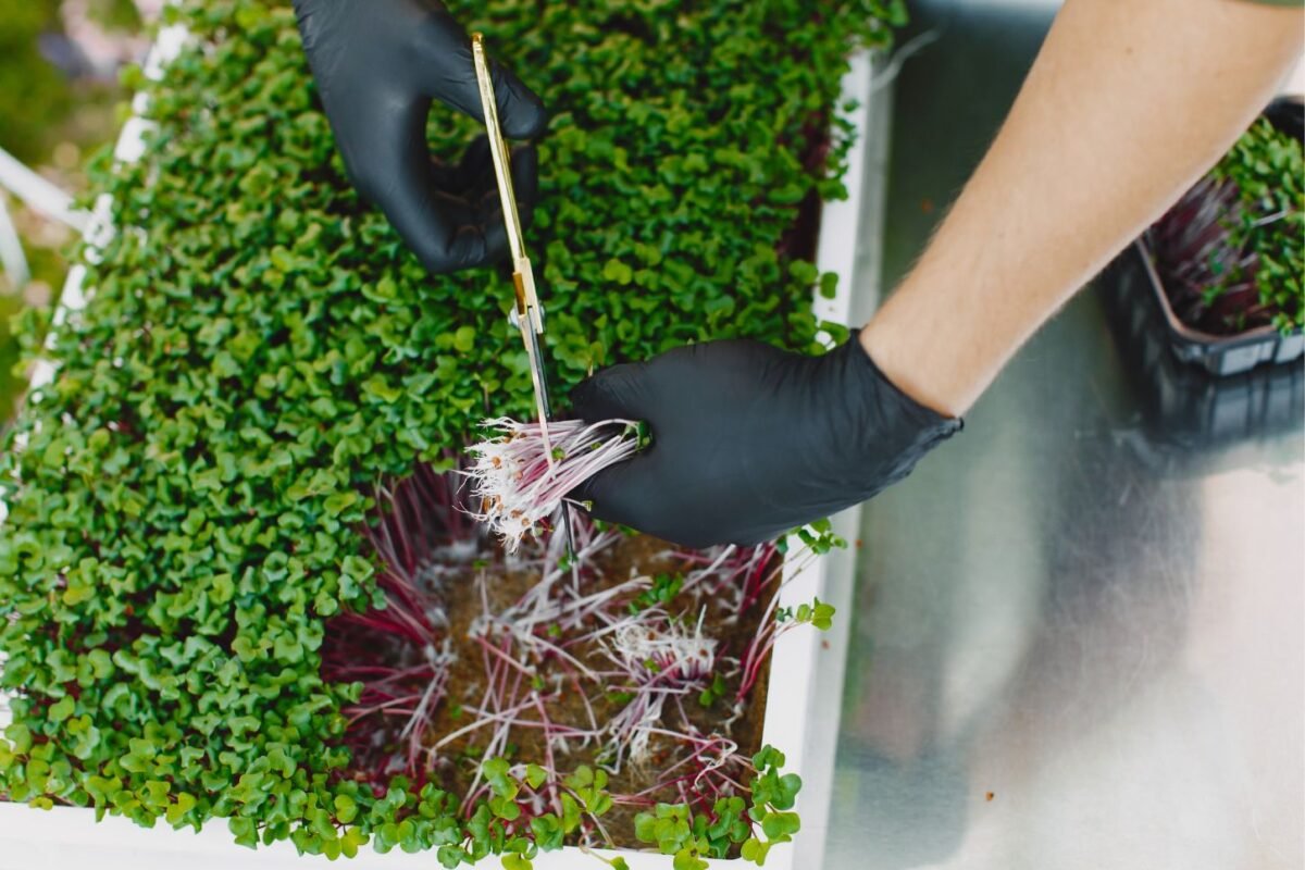 Ridikėlių mikrožalumynų derliaus nuėmimas