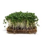 Brokolių rapini (Raabs) mikrožalumynai baltame fone – tankiai sudygę žali lapeliai ir šviesūs stiebai.