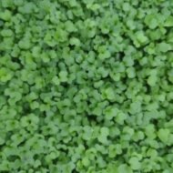 Brokolių rapini (Raabs) mikrožalumynai – tankiai sudygę žali Brassica rapa cymosa daigai.