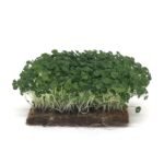 Chia mikrožalumynai baltame fone – tankiai augantys Salvia hispanica daigai su žaliais lapeliais ir šviesiais stiebeliais.