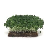 Chia mikrožalumynai baltame fone – tankiai augantys Salvia hispanica daigai su žaliais lapeliais ir šviesiais stiebeliais.