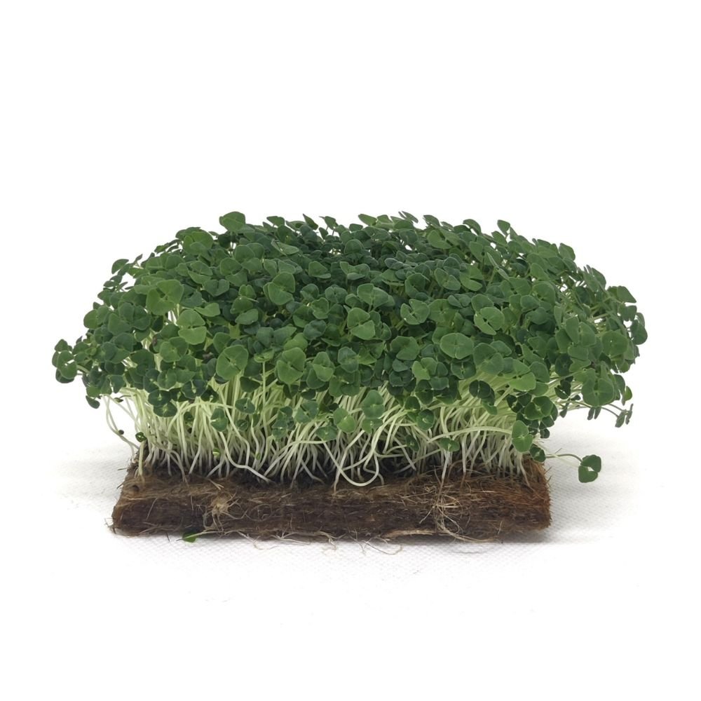 Chia mikrožalumynai Chia mikrožalumynai baltame fone – tankiai augantys Salvia hispanica daigai su žaliais lapeliais ir šviesiais stiebeliais.