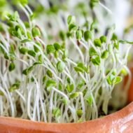 Ekologiški chia mikrožalumynai vazonėlyje – jauni Salvia hispanica daigai su baltais stiebeliais ir žaliais lapeliais.
