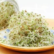 Liucernos (alfalfa) daigai lėkštėje – švieži, ekologiški ir maistingi daigai, išauginti iš Medicago sativa sėklų.