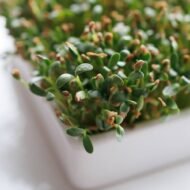 Ožragės mikrožalumynai – jauni Trigonella foenum-graecum daigai su žaliais lapeliais ir matomomis sėklų luobelėmis.